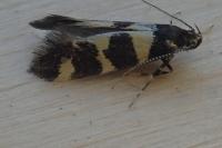 Denisia augustella