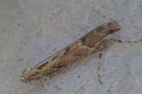 Acrocercops brongniardella