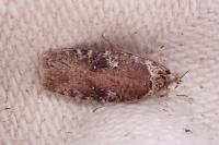 Agonopterix purpurea