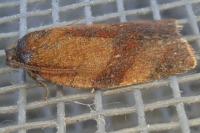 Cacoecimorpha pronubana