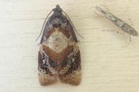 Ditula angustiorana