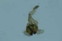 Coleophora lutarea