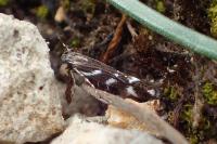Eteobalea albiapicella