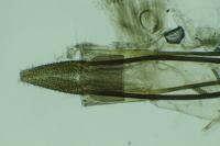 Eteobalea albiapicella