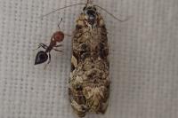 Phtheochroa rugosana
