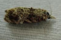 Phtheochroa rugosana
