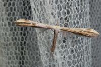 Emmelina monodactyla