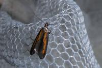 Ochromolopis ictella