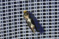 Incurvaria masculella