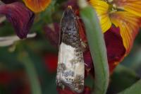 Notocelia cynosbatella