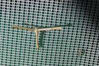 Emmelina monodactyla