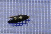 Incurvaria masculella
