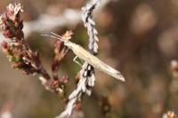 Plutella xylostella