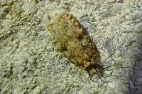 Agonopterix ferocella