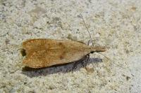 Dichomeris derasella