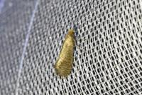 Nematopogon adansoniella