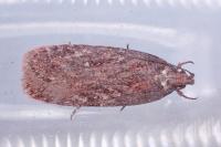 Depressaria olerella