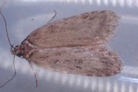 Depressaria chaerophylli