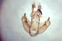Depressaria chaerophylli