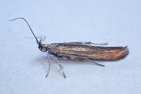 Coleophora alcyonipennella