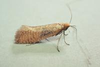 Nematopogon adansoniella