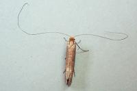Nematopogon adansoniella