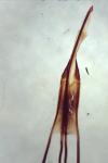 Nematopogon adansoniella