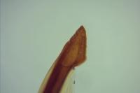 Nematopogon adansoniella