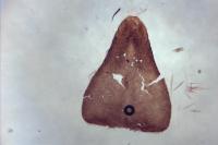 Nematopogon adansoniella