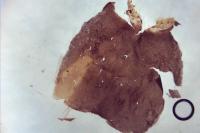 Nematopogon adansoniella