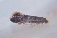 Monopis weaverella