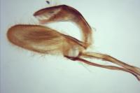 Monopis weaverella