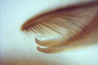 Monopis weaverella