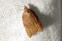 Acleris rhombana