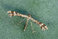Oxyptilus distans