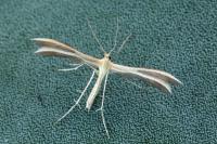 Merrifieldia malacodactyla