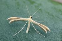 Merrifieldia malacodactyla