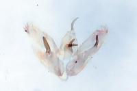 Merrifieldia malacodactyla
