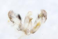 Merrifieldia leucodactyla