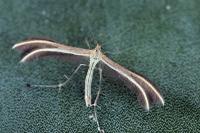 Merrifieldia leucodactyla