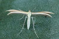 Merrifieldia leucodactyla
