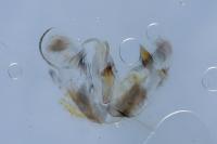 Merrifieldia leucodactyla