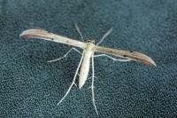 Hellinsia carphodactyla