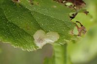 Coleophora