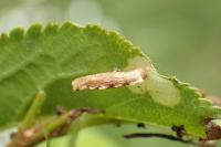 Coleophora