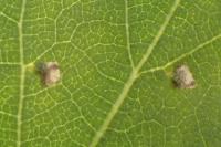 Incurvaria pectinea