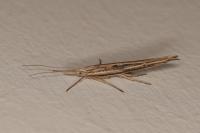 Ypsolopha mucronella