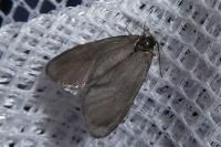 Rebelia plumella surientella