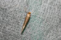 Nematopogon