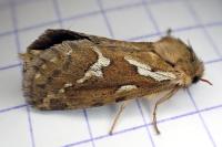 Korscheltellus lupulinus